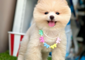 Safkan Pomeranian Boo Yavrularımız